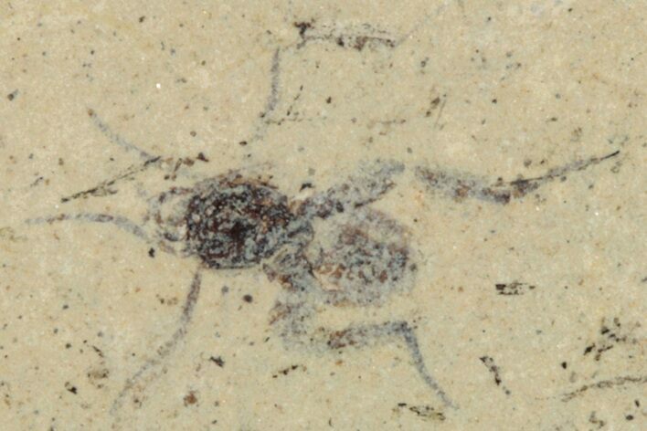 Fossil Insect (Homoptera) Plate - Cereste, France #255969